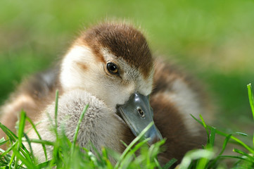 Niedliches Nilgansküken