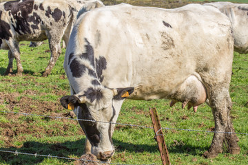 vache laitière au pâturage