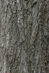 Close up of bark texture
