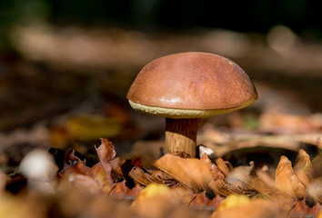 mushroom