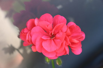 r&oacute;żowy kwiat