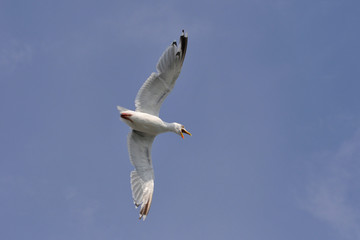 Möwe schreit im Flug