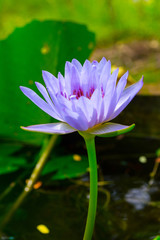 white-purple lotus,selective focus