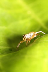Jumping spider