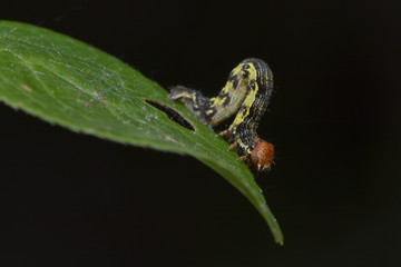 Zweifleckkätzcheneule