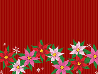 Obraz premium ポインセチア（赤系）下積み