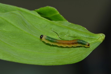 Weißgrüngestreifte Raupe