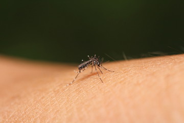 Mosquito sucking blood