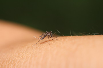 Mosquito sucking blood