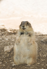 A Marmot