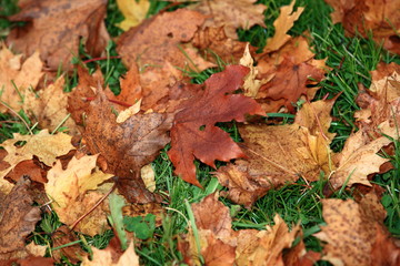 Obraz premium Hintergrund Herbst