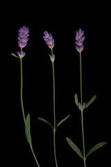 Lavender flowers isolated on black