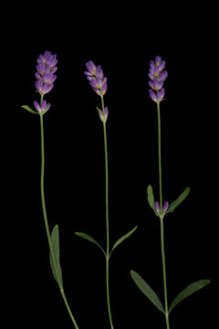 Fototapeta Lavender flowers isolated on black