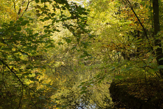 Bäume und Sträucher neben Bach im Herbst
