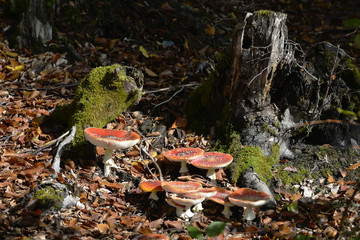 Fliegenpilz