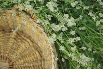 Lavendel