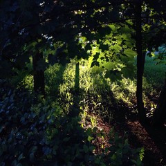 солнечные лучи в листве