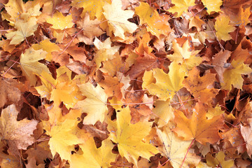 herbstliche Ahornblätter - autumnal maple leaves