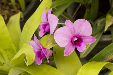 Purple orchid flower, tropical plant