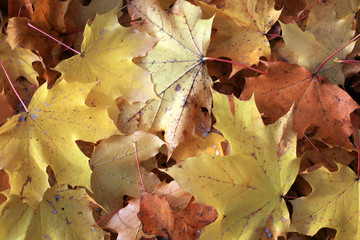 herbstliche Ahornblätter - autumnal maple leaves