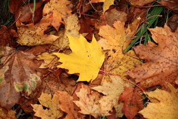 Herbstlaub