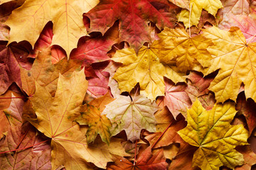 autumn background with maple leaves