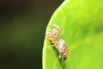 Jumping spider