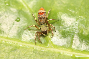 Jumping spider
