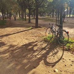 Fototapeta premium in the park