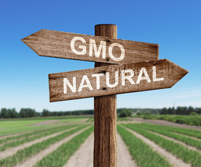 GMO and natural road sign with pea field as a background - obrazy, fototapety, plakaty