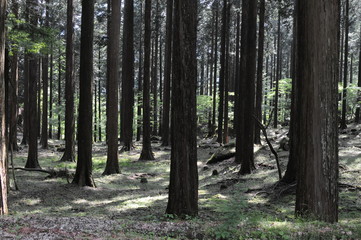 Obraz premium 静かな森