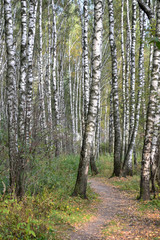 the trail leads through the birch grove