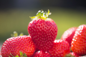 Erdbeeren - grüner Hintergrund
