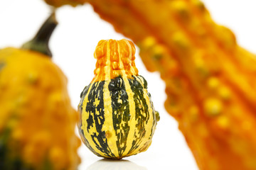 Colorful Gourds