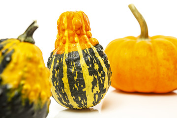 Colorful Gourds and Pumpkin
