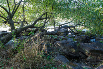 Stone rapids on the river in the rays of sunrise.