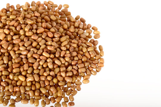 Closeup Of Moth Beans, Indian name Matki, Closeup of moth beans a lesser known legume
