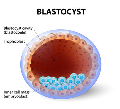 Human blastocyst, with inner cell mass