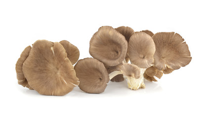 oyster mushroom on white background