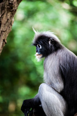 Dusky leaf monkey