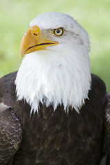 bald eagle