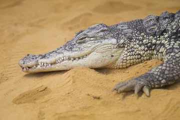 Brushed aluminium prints Crocodile nile crocodile