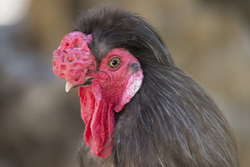 domestic rooster