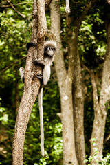 Obraz premium Dusky leaf monkey
