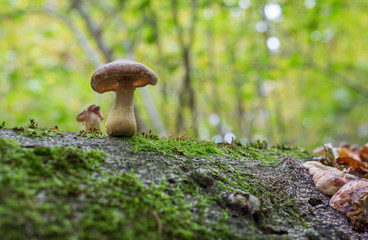 Obraz premium Pilze im Wald