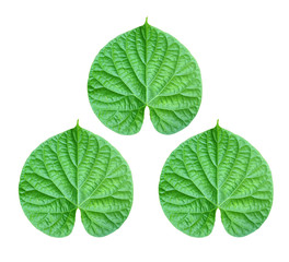 Obraz premium Green leaves on a white background.