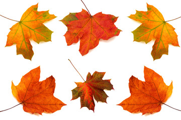 Naklejka na ściany i meble Collection of maple leaves