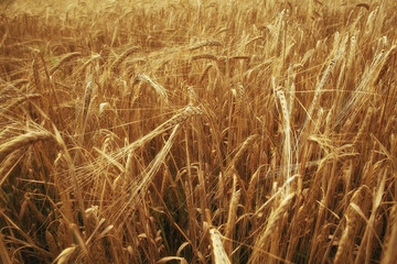 spikelets of wheat in a field texture agriculture