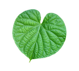 Obraz premium Green leaves on a white background.