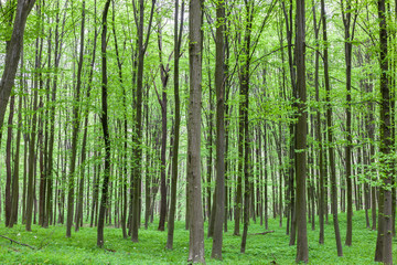 Green deciduous forest on a sunny day